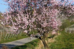 Blütenwegfest am 07.04.2024 auf dem Blütenweg zwischen Hirschberg, Schriesheim und Dossenheim