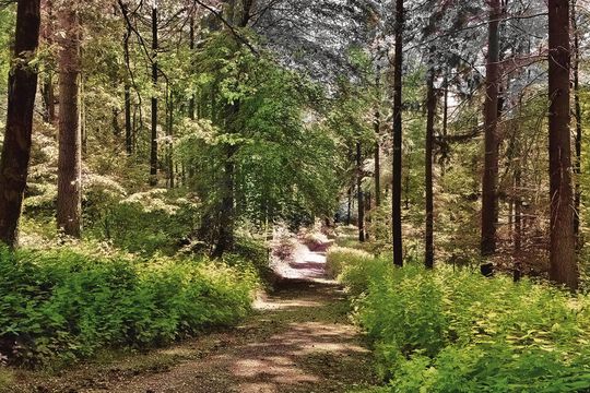 Der Bestattungswald in Schriesheim wird wohl auch 2022 nicht fertig werden. Foto: Dorn