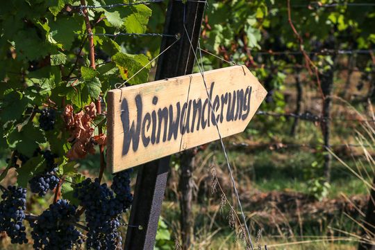 Weinwanderung in Schriesheim