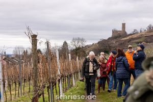 Rotweinwandern durch die Weinberge mit Blick auf die Strahlenburg