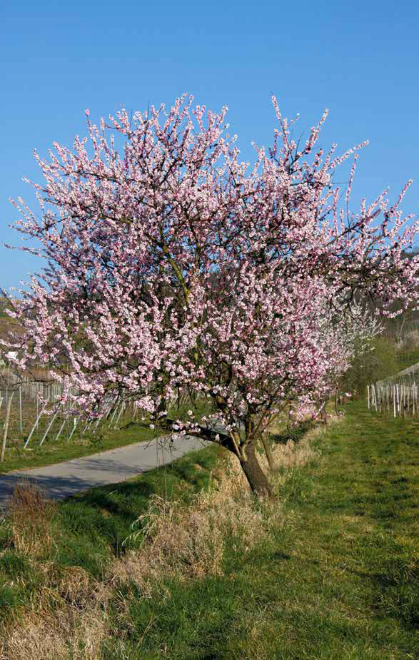 Blütenwegfest am 07.04.2024 auf dem Blütenweg zwischen Hirschberg, Schriesheim und Dossenheim