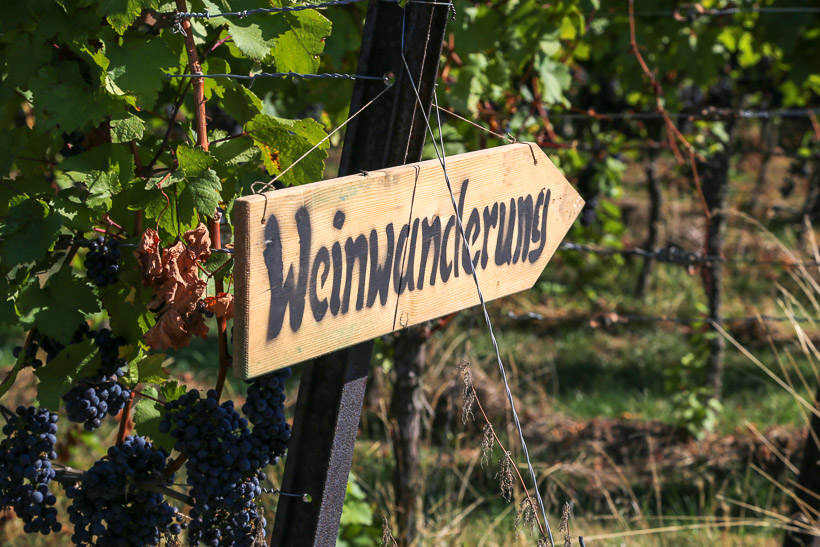 Weinwanderung in Schriesheim